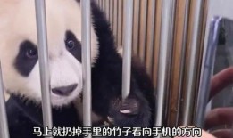 福宝爷爷爆料福宝视频下载,福宝视频下载攻略大公开